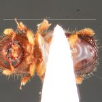female | Image Author: TH Atkinson | Florida State Collection of Arthropods, Gainesville, Florida | Delray Beach | Collection: University of Texas Insect Collection