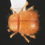 male | Image Author: TH Atkinson | Florida State Collection of Arthropods, Gainesville, Florida | Delray Beach | Collection: University of Texas Insect Collection