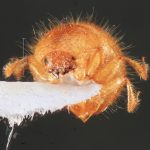 male | Image Author: TH Atkinson | Florida State Collection of Arthropods, Gainesville, Florida | Delray Beach | Collection: University of Texas Insect Collection