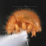 male | Image Author: TH Atkinson | Florida State Collection of Arthropods, Gainesville, Florida | Delray Beach | Collection: University of Texas Insect Collection