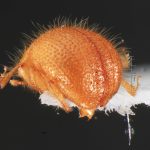 male | Image Author: TH Atkinson | Florida State Collection of Arthropods, Gainesville, Florida | Delray Beach | Collection: University of Texas Insect Collection
