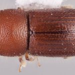 female | Image Author: RK Osborn | Michigan State University | coordinates only | Collection: Arthropod research Collection