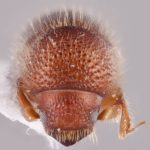 female | Image Author: RK Osborn | Michigan State University | coordinates only | Collection: Arthropod research Collection