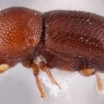 female | Image Author: RK Osborn | Michigan State University | coordinates only | Collection: Arthropod research Collection