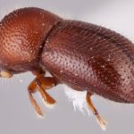 female | Image Author: RK Osborn | Michigan State University | coordinates only | Collection: Arthropod research Collection