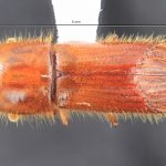 female | Image Author: TH Atkinson | Florida State Collection of Arthropods, Gainesville, Florida | Lázaro Cárdenas | Collection: Florida State Collection of Arthropods