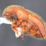 female | Image Author: TH Atkinson | Florida State Collection of Arthropods, Gainesville, Florida | Lázaro Cárdenas | Collection: Florida State Collection of Arthropods