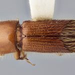 female | Image Author: J Buffam |  Canadian National Collection of Insects, Arachnids and Nematodes, Agriculture and Agri-Food Canada, | holotype Sampsonius reticulatus Bright. CNCType12639# | holotype | Dos Amates | Collection: Canadian National Collection of Insects, Arachnids and Nematodes