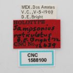 female | Image Author: J Buffam |  Canadian National Collection of Insects, Arachnids and Nematodes, Agriculture and Agri-Food Canada, | holotype Sampsonius reticulatus Bright. CNCType12639# | holotype | Dos Amates | Collection: Canadian National Collection of Insects, Arachnids and Nematodes