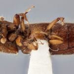 female | Image Author: J Buffam |  Canadian National Collection of Insects, Arachnids and Nematodes, Agriculture and Agri-Food Canada, | holotype Sampsonius reticulatus Bright. CNCType12639# | holotype | Dos Amates | Collection: Canadian National Collection of Insects, Arachnids and Nematodes