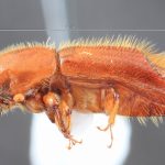 female | Image Author: TH Atkinson | Florida State Collection of Arthropods, Gainesville, Florida | Lázaro Cárdenas | Collection: Florida State Collection of Arthropods