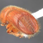 female | Image Author: TH Atkinson | Florida State Collection of Arthropods, Gainesville, Florida | Lázaro Cárdenas | Collection: Florida State Collection of Arthropods