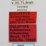 female | Image Author: J Buffam |  Canadian National Collection of Insects, Arachnids and Nematodes, Agriculture and Agri-Food Canada, | holotype Xyleborinus tribuloides Wood. CNCType19502# | holotype | Valle Nacional, 15 mi S | Collection: Canadian National Collection of Insects, Arachnids and Nematodes