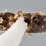 female | Image Author: J Buffam |  Canadian National Collection of Insects, Arachnids and Nematodes, Agriculture and Agri-Food Canada, | holotype Xyleborinus tribuloides Wood. CNCType19502# | holotype | Valle Nacional, 15 mi S | Collection: Canadian National Collection of Insects, Arachnids and Nematodes