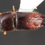 female | Image Author: TH Atkinson | Florida State Collection of Arthropods, Gainesville, Florida | Río Venado, 15 km NW Satipo | Collection: University of Texas Insect Collection