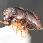 female | Image Author: TH Atkinson | Florida State Collection of Arthropods, Gainesville, Florida | Río Venado, 15 km NW Satipo | Collection: University of Texas Insect Collection