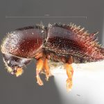 female | Image Author: TH Atkinson | Florida State Collection of Arthropods, Gainesville, Florida | Río Venado, 15 km NW Satipo | Collection: University of Texas Insect Collection