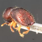 female | Image Author: TH Atkinson | Florida State Collection of Arthropods, Gainesville, Florida | Río Venado, 15 km NW Satipo | Collection: University of Texas Insect Collection