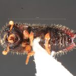 female | Image Author: TH Atkinson | Florida State Collection of Arthropods, Gainesville, Florida | Río Venado, 15 km NW Satipo | Collection: University of Texas Insect Collection
