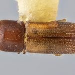 female | Image Author: J Buffam |  Canadian National Collection of Insects, Arachnids and Nematodes, Agriculture and Agri-Food Canada, | holotype Xyleborus novus Bright. CNCType11484# | holotype | Hardwar Gap | Collection: Canadian National Collection of Insects, Arachnids and Nematodes