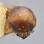 female | Image Author: J Buffam |  Canadian National Collection of Insects, Arachnids and Nematodes, Agriculture and Agri-Food Canada, | holotype Xyleborus novus Bright. CNCType11484# | holotype | Hardwar Gap | Collection: Canadian National Collection of Insects, Arachnids and Nematodes