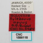 female | Image Author: J Buffam |  Canadian National Collection of Insects, Arachnids and Nematodes, Agriculture and Agri-Food Canada, | holotype Xyleborus novus Bright. CNCType11484# | holotype | Hardwar Gap | Collection: Canadian National Collection of Insects, Arachnids and Nematodes