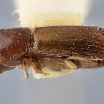 female | Image Author: J Buffam |  Canadian National Collection of Insects, Arachnids and Nematodes, Agriculture and Agri-Food Canada, | holotype Xyleborus novus Bright. CNCType11484# | holotype | Hardwar Gap | Collection: Canadian National Collection of Insects, Arachnids and Nematodes