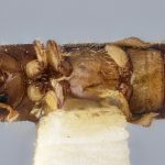female | Image Author: J Buffam |  Canadian National Collection of Insects, Arachnids and Nematodes, Agriculture and Agri-Food Canada, | holotype Xyleborus novus Bright. CNCType11484# | holotype | Hardwar Gap | Collection: Canadian National Collection of Insects, Arachnids and Nematodes