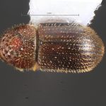 female | Image Author: TH Atkinson | Florida State Collection of Arthropods, Gainesville, Florida | Barra Sontecomapan | Collection: Florida State Collection of Arthropods