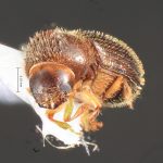 female | Image Author: TH Atkinson | Florida State Collection of Arthropods, Gainesville, Florida | Barra Sontecomapan | Collection: Florida State Collection of Arthropods