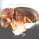 female | Image Author: TH Atkinson | Florida State Collection of Arthropods, Gainesville, Florida | Barra Sontecomapan | Collection: Florida State Collection of Arthropods