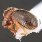 female | Image Author: TH Atkinson | Florida State Collection of Arthropods, Gainesville, Florida | Barra Sontecomapan | Collection: Florida State Collection of Arthropods