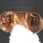 female | Image Author: TH Atkinson | Florida State Collection of Arthropods, Gainesville, Florida | Barra Sontecomapan | Collection: Florida State Collection of Arthropods
