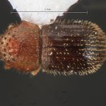 male | Image Author: TH Atkinson | Florida State Collection of Arthropods, Gainesville, Florida | Barra Sontecomapan | Collection: University of Texas Insect Collection