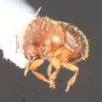 male | Image Author: TH Atkinson | Florida State Collection of Arthropods, Gainesville, Florida | Barra Sontecomapan | Collection: University of Texas Insect Collection