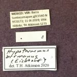 male | Image Author: TH Atkinson | Florida State Collection of Arthropods, Gainesville, Florida | Barra Sontecomapan | Collection: University of Texas Insect Collection