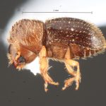 male | Image Author: TH Atkinson | Florida State Collection of Arthropods, Gainesville, Florida | Barra Sontecomapan | Collection: University of Texas Insect Collection