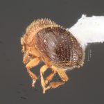 male | Image Author: TH Atkinson | Florida State Collection of Arthropods, Gainesville, Florida | Barra Sontecomapan | Collection: University of Texas Insect Collection