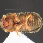 male | Image Author: TH Atkinson | Florida State Collection of Arthropods, Gainesville, Florida | Barra Sontecomapan | Collection: University of Texas Insect Collection