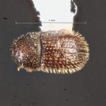 male | Image Author: TH Atkinson | Florida State Collection of Arthropods, Gainesville, Florida | Laguna Atscosa NWR | Collection: Texas A&M University Insect Collection