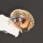 male | Image Author: TH Atkinson | Florida State Collection of Arthropods, Gainesville, Florida | Laguna Atscosa NWR | Collection: Texas A&M University Insect Collection