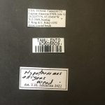 male | Image Author: TH Atkinson | Florida State Collection of Arthropods, Gainesville, Florida | Laguna Atscosa NWR | Collection: Texas A&M University Insect Collection