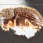 male | Image Author: TH Atkinson | Florida State Collection of Arthropods, Gainesville, Florida | Laguna Atscosa NWR | Collection: Texas A&M University Insect Collection