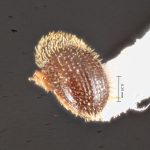 male | Image Author: TH Atkinson | Florida State Collection of Arthropods, Gainesville, Florida | Laguna Atscosa NWR | Collection: Texas A&M University Insect Collection