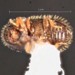 male | Image Author: TH Atkinson | Florida State Collection of Arthropods, Gainesville, Florida | Laguna Atscosa NWR | Collection: Texas A&M University Insect Collection