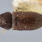 Image Author: J Buffam |  Canadian National Collection of Insects, Arachnids and Nematodes, Agriculture and Agri-Food Canada, | lectotype Trypophloeus nitidus Swaine. CNCType9276# | lectotype | Weymouth | Collection: Canadian National Collection of Insects, Arachnids and Nematodes