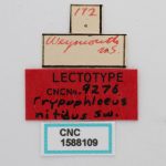 Image Author: J Buffam |  Canadian National Collection of Insects, Arachnids and Nematodes, Agriculture and Agri-Food Canada, | lectotype Trypophloeus nitidus Swaine. CNCType9276# | lectotype | Weymouth | Collection: Canadian National Collection of Insects, Arachnids and Nematodes