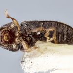 Image Author: J Buffam |  Canadian National Collection of Insects, Arachnids and Nematodes, Agriculture and Agri-Food Canada, | lectotype Trypophloeus nitidus Swaine. CNCType9276# | lectotype | Weymouth | Collection: Canadian National Collection of Insects, Arachnids and Nematodes