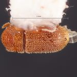 female | Image Author: TH Atkinson | Florida State Collection of Arthropods, Gainesville, Florida | Ariquemes, 62 km SW | Collection: Florida State Collection of Arthropods