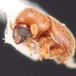 female | Image Author: TH Atkinson | Florida State Collection of Arthropods, Gainesville, Florida | Ariquemes, 62 km SW | Collection: Florida State Collection of Arthropods